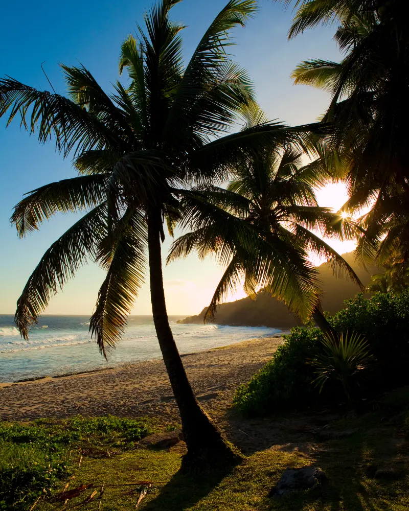 food truck festival - image 1