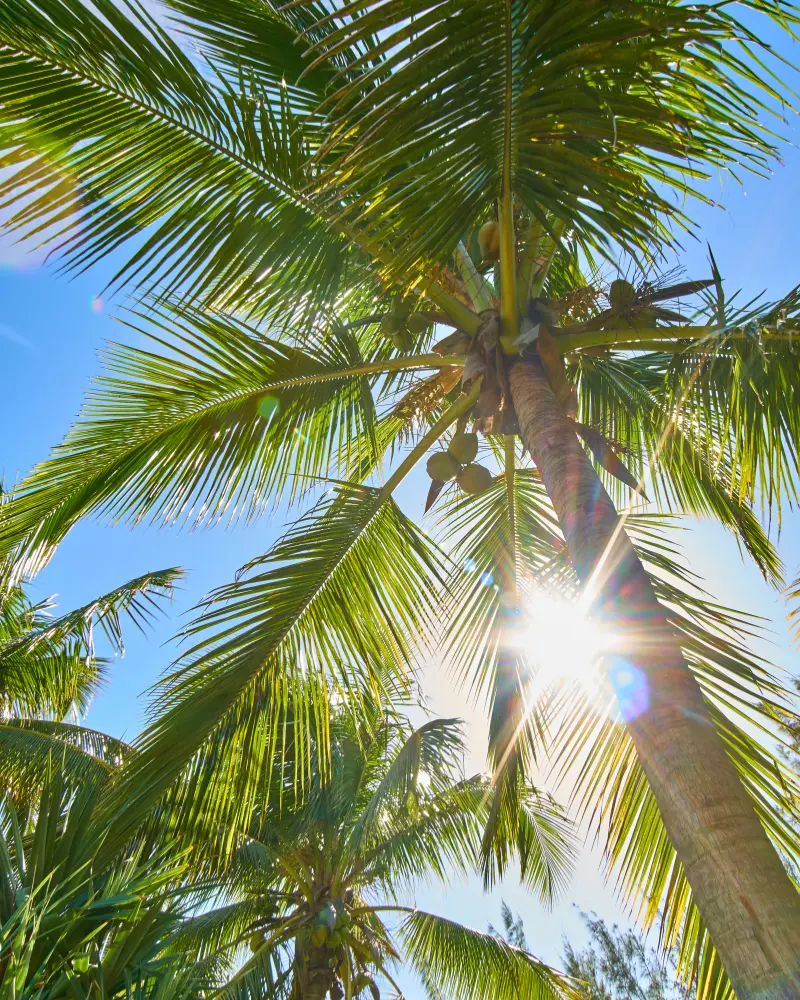 food truck festival - image 1