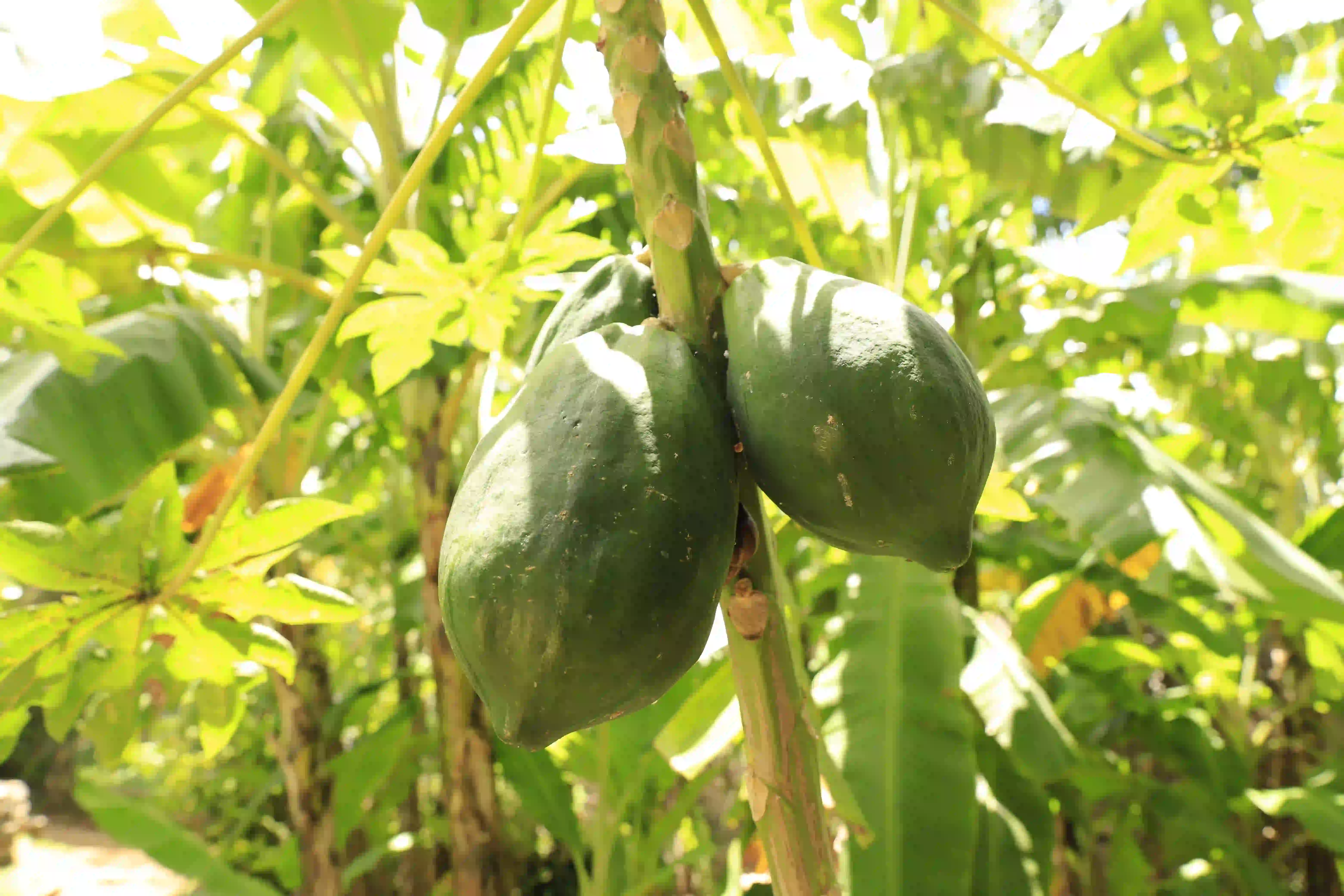 image of restaurant kitchen (for a mexican restaurant)