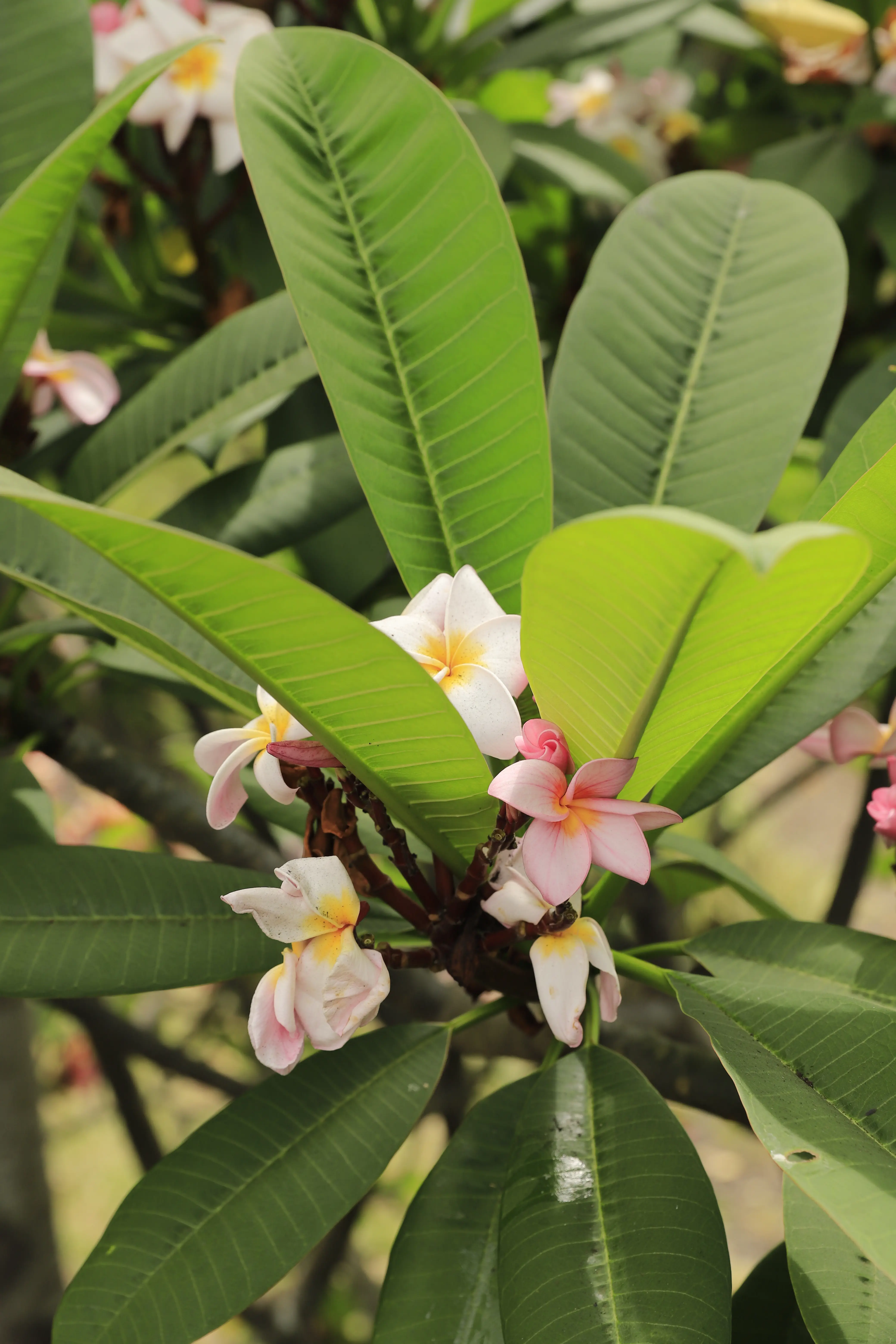 food truck festival - image 1