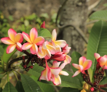 image of food truck event